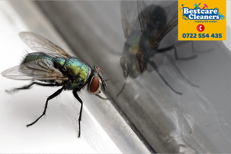 flies-control-fly-pests-flies--pest-control-services-fumigation-in-nairobi-kenya