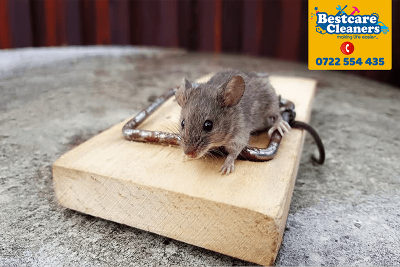 mice-control-rats-rodents--pest-control-services-fumigation-in-nairobi-kenya