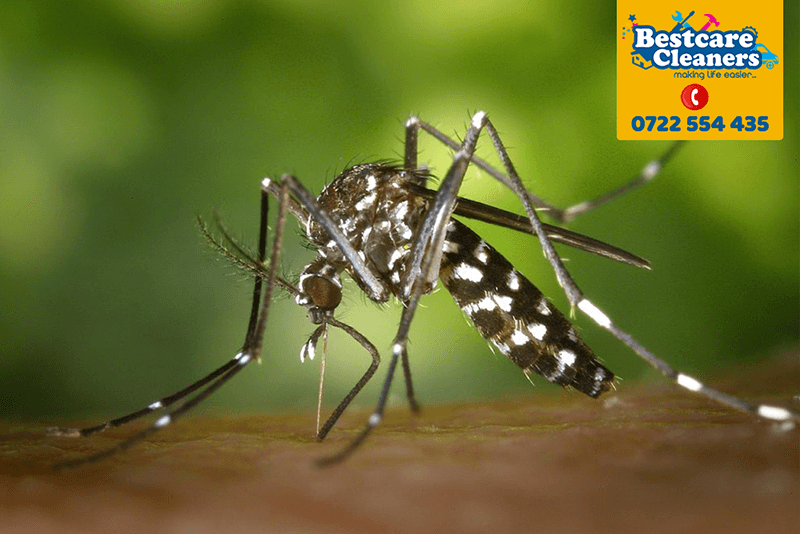 mosquito-cotrol-mosquito-pest-control-services-nairobi-keya