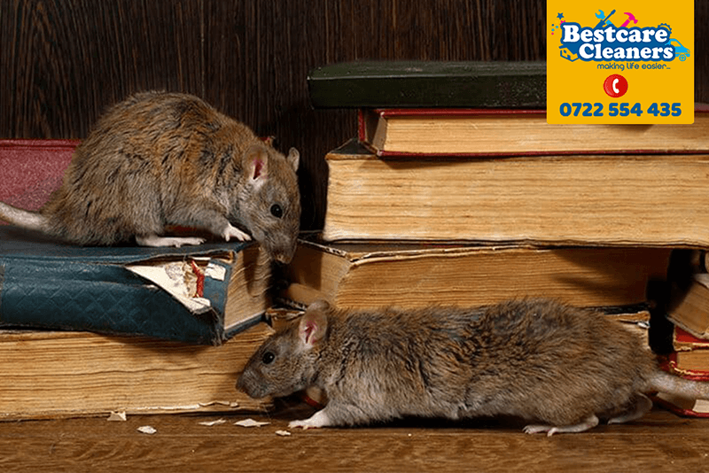 rodent-control--pest-control-services-fumigation-in-nairobi-kenya-rats-mice-moles