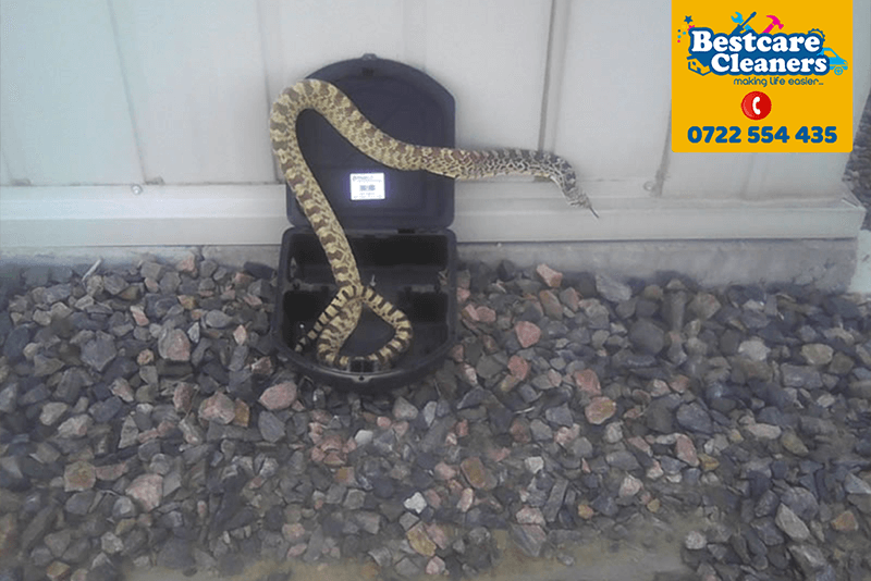 snake-control-snake--pest-control-services-fumigation-in-nairobi-kenya