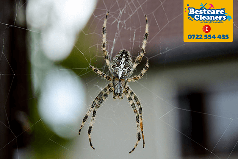 spider-control-spider--pest-control-services-fumigation-in-nairobi-kenya