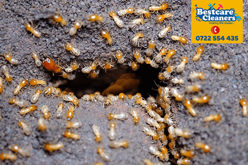 termite-control-termite--pest-control-services-fumigation-in-nairobi-kenya
